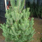 Ёлочный Базар - живые елки в Серпухове